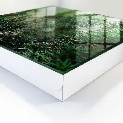 Pavučina v lese zeleného ihličia