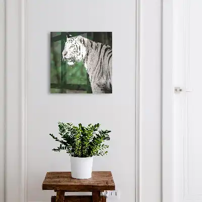 Biely tiger v zelenom prostredí